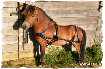 driving harness for miniature horse