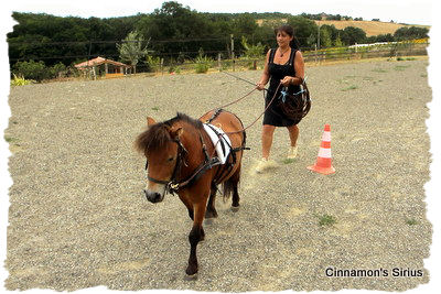 long rein training for driving horse