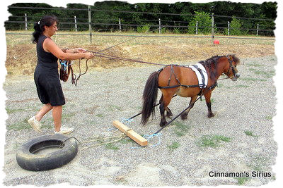 cheval miniature tire un pneu