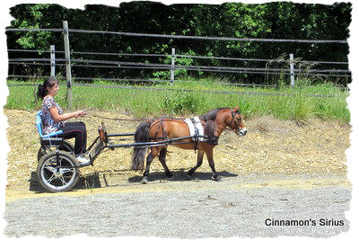driving training of the miniature horse