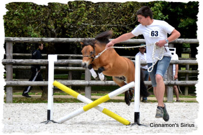 jumping
		-concours